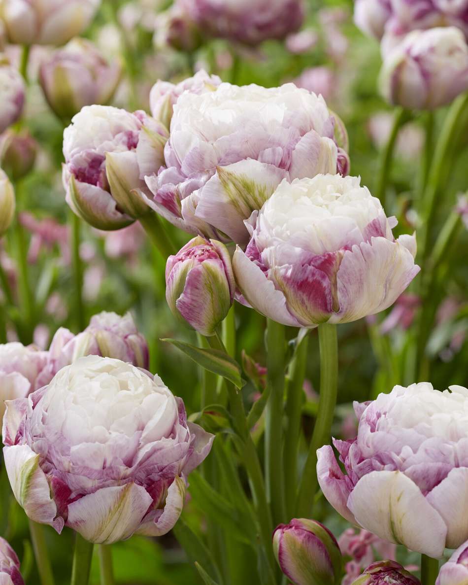 Tulpan 'Double Surprise'